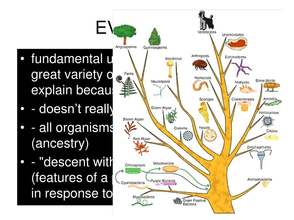 A great variety of. Систематическое дерево. Эволюция животных. Дерево эволюции. Animals Family Tree.