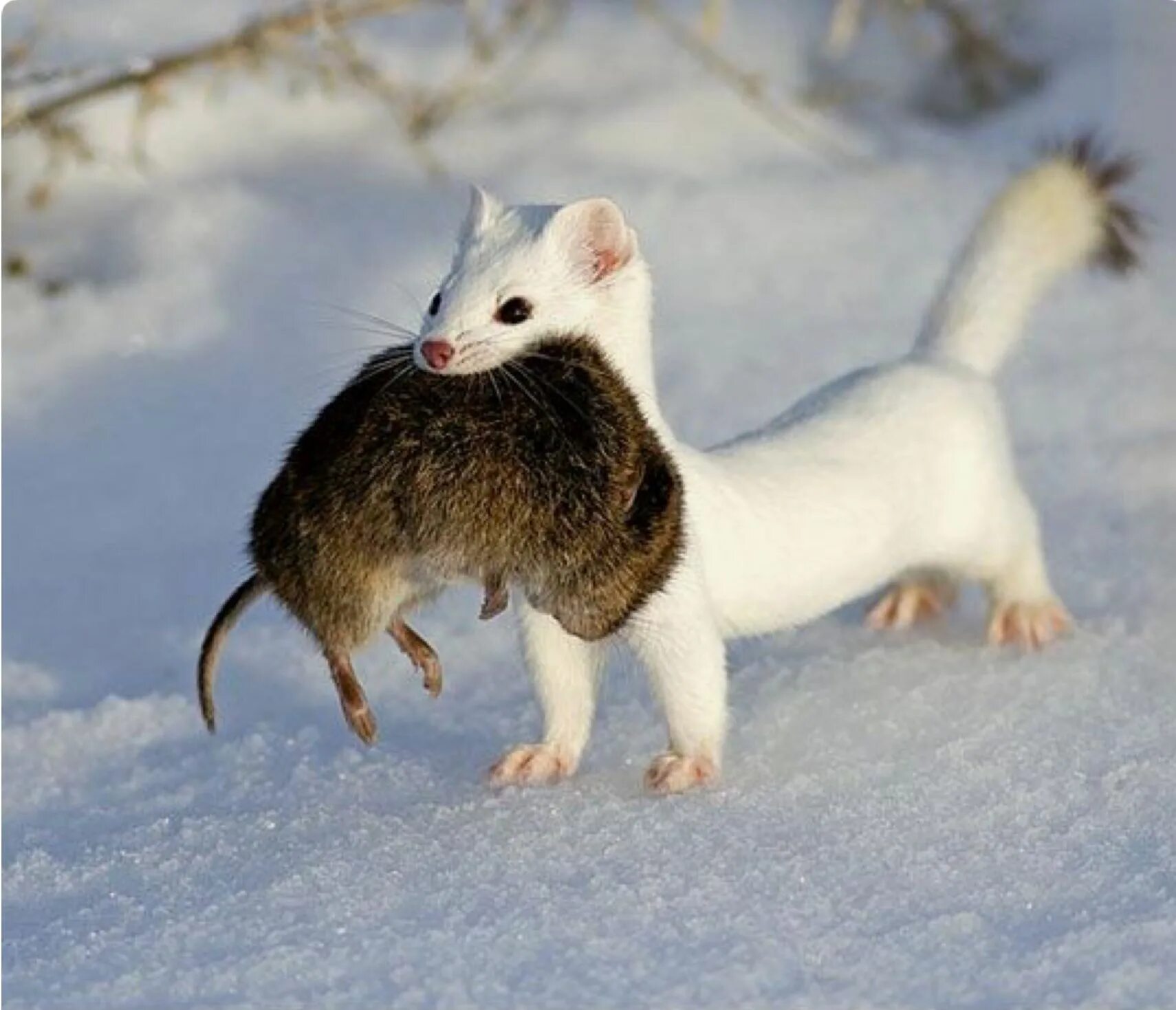 Гроза мышей. Горностай (Mustela erminea). Ласка норка хорёк горностай. Горностай Таймыр. Горностай в тундре.