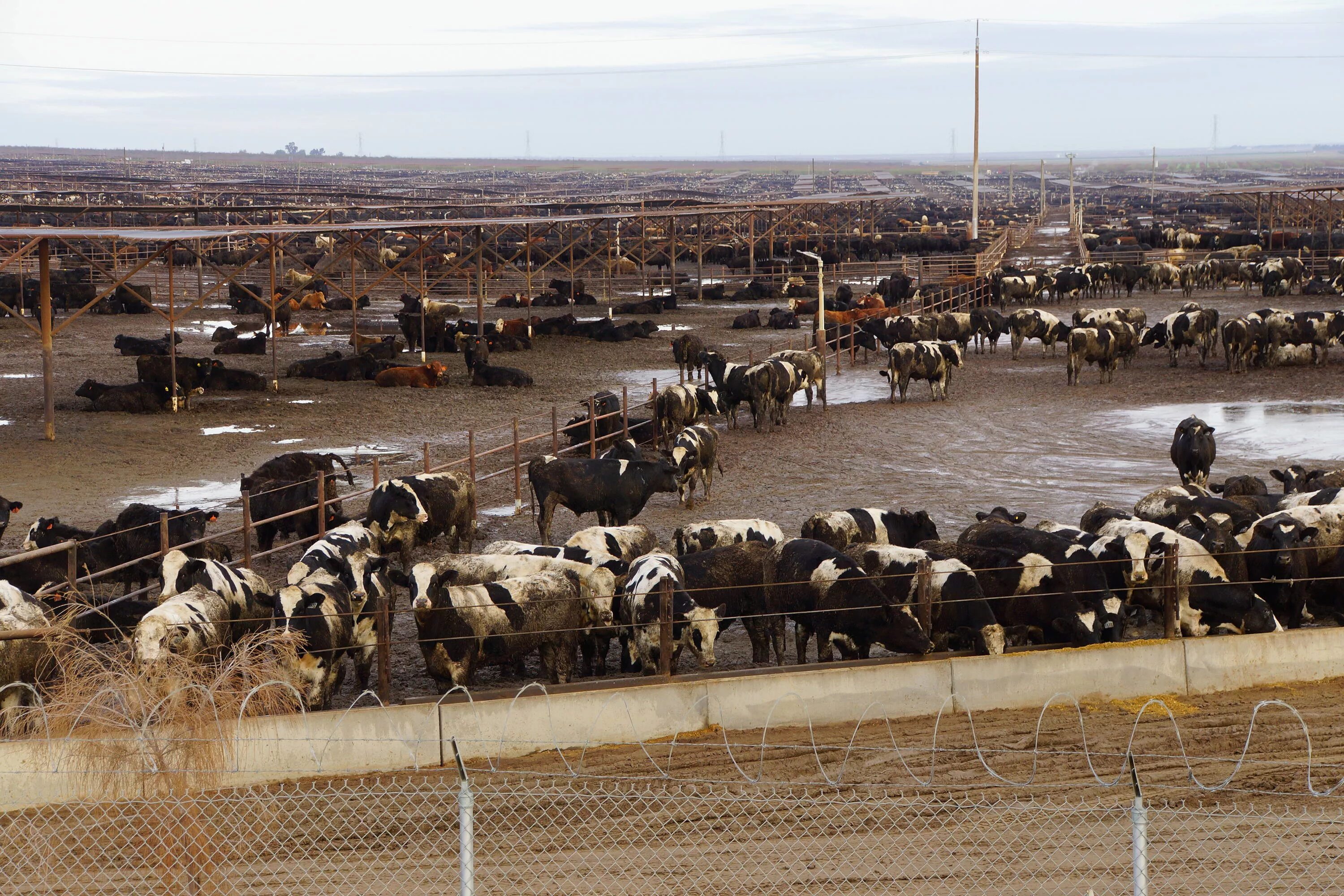 Сельскохозяйственные стоки. Стоки животноводческих комплексов. Загрязнение воды стоками животноводческих ферм. Отходы от животноводства. Фермерские хозяйства загрязнение.