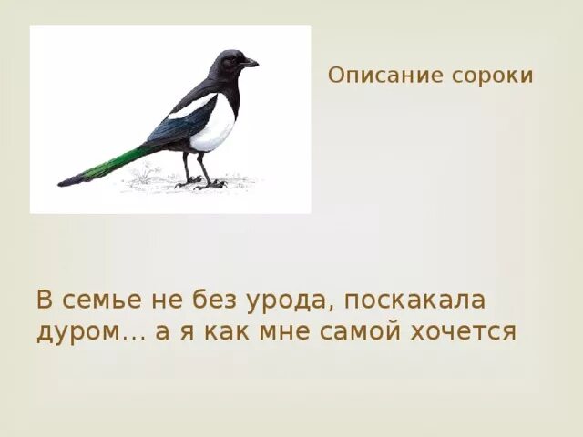 Выскочка пришвин. Выскочка сорока. Описание сороки. Поскакала дуром. Отзыв о рассказе выскочка 4 класс кратко