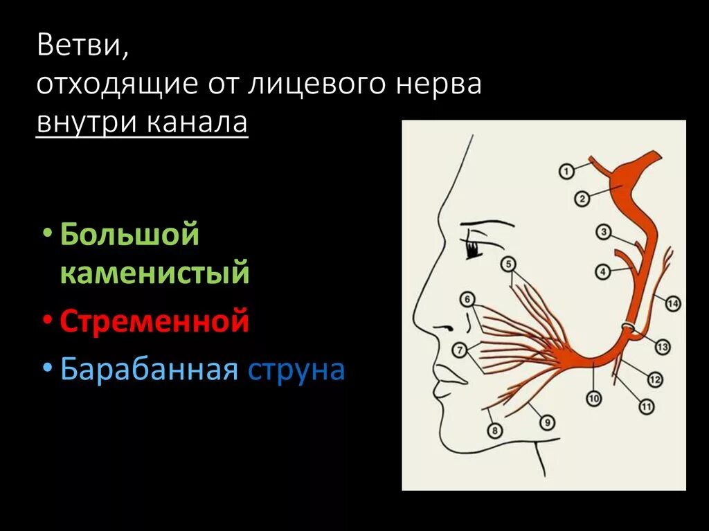 Лицевой нерв тесты. Ветви лицевого нерва схема. Стременной нерв лицевого нерва. Схема иннервации лицевого нерва. Ход лицевого нерва неврология.