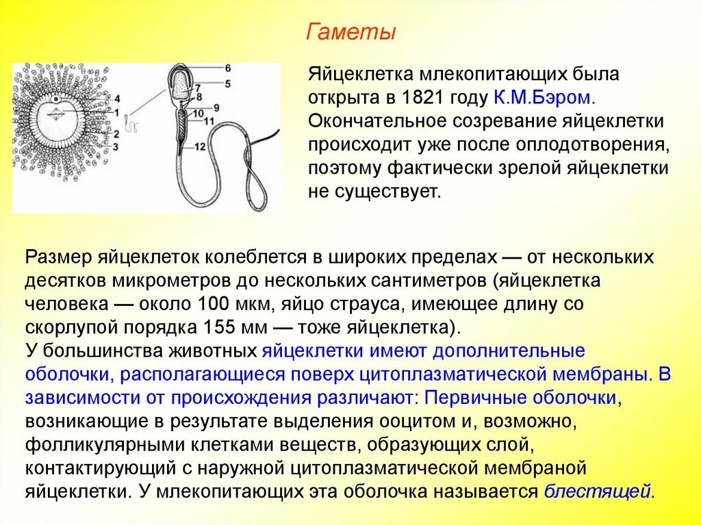 Крупные размеры яйцеклетки. Строение половых клеток млекопитающих. созревание яйцеклетки происходит. процесс оплодотворения у млекопитающих. половые клетки гаметы.