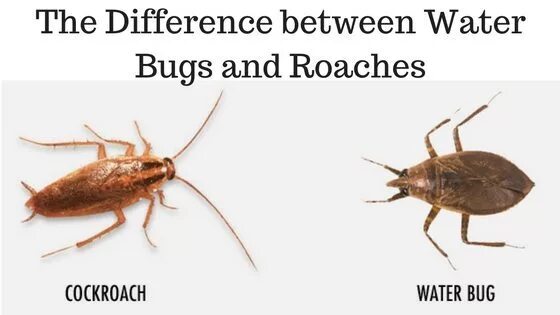 Some bugs перевод. Water bug vs cockroach. bug перевод. water roach. water bugs new york.