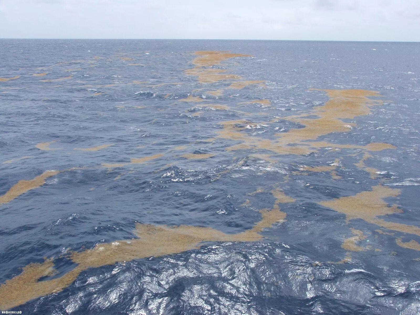 Саргассово море моря. Саргассово море море без берегов. Саргассово море границы. Саргассово море северной америки. Какое море без берегов.