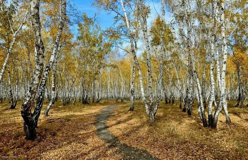 Березовая роща - урочище Бойрок - Загородный отдых - фото, цены, адреса, ☎ телеф