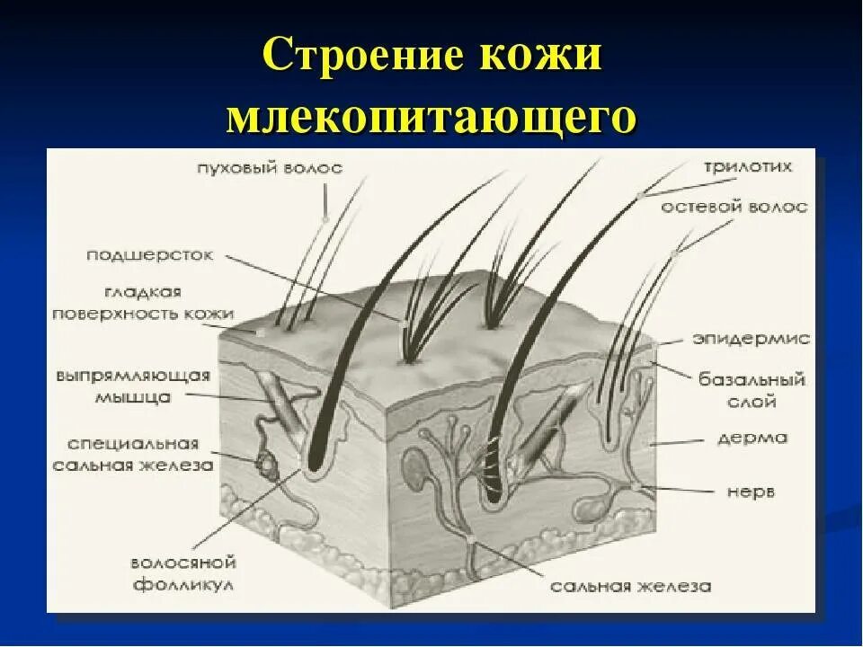 Какой кожный покров у млекопитающих. Строение кожи (волосяного Покрова) млекопит. Строение кожи млекопитающих 7 класс биология. Строение кожного Покрова млекопитающих. Схема строения кожи млекопитающих.