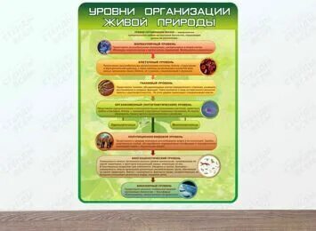 Все уровни организации живых организмов