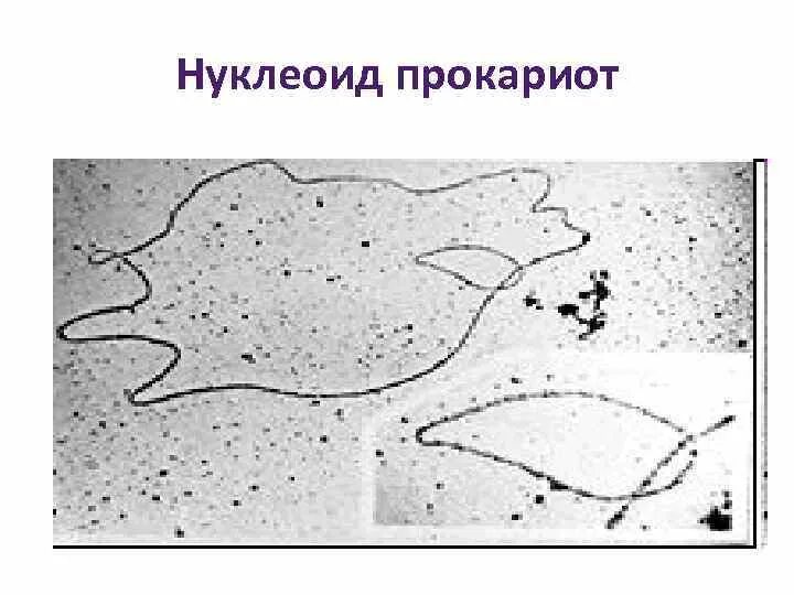 Нуклеоид прокариот. Нуклеоид у эукариот. Нуклеоид у прокариот. Нуклеоид бактерий строение. Нуклеоид у прокариот функции.