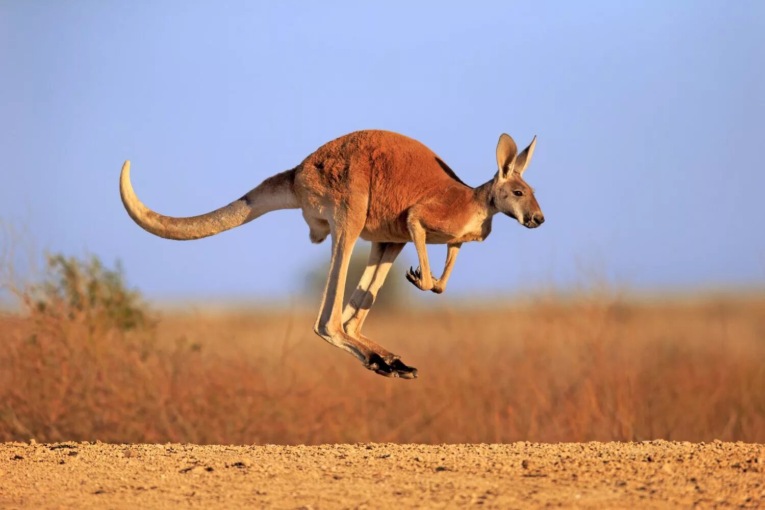 Kangaroo, The Kangaroo is the World's Largest Hopping Animal. #kangaroo #animals