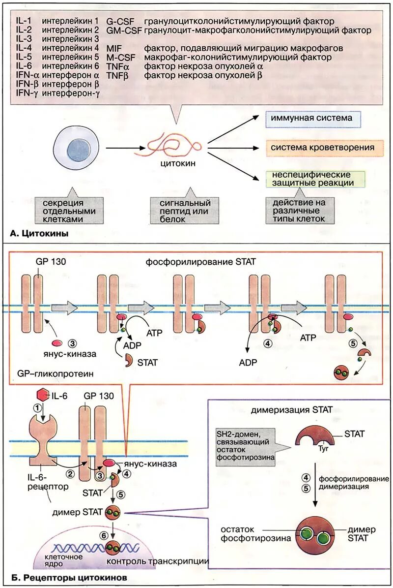 пептидно белковые комплексы с цитокиновой активностью