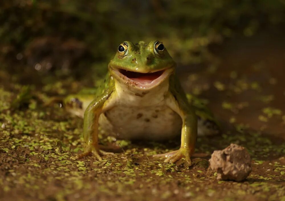 Лягушка-квакушка. Прикольные лягушки. Прикольные лягушки. Палеобатрах лягушка. Смешные лягушата.