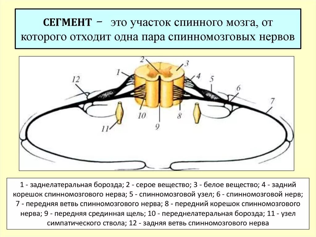 Промежуточные нервные узлы. Схема строения спинномозгового нерва. Строение сегмента спинного мозга. Схема спинномозгового нерва анатомия. Спинной мозг строение сегмента спинного мозга.