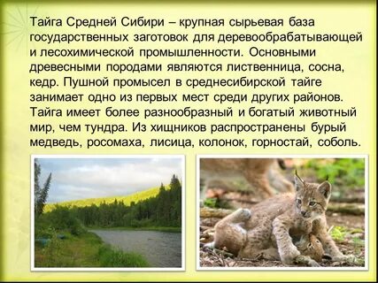 Растительный и животный мир сибири