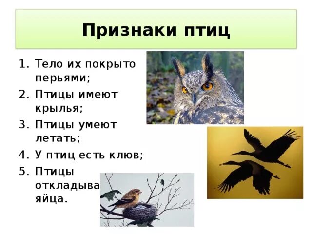 Птица без крыльев как называется. Загадка про грача. Киви птица. Загадки про необычных птиц. Загадка птицы без крыльев.