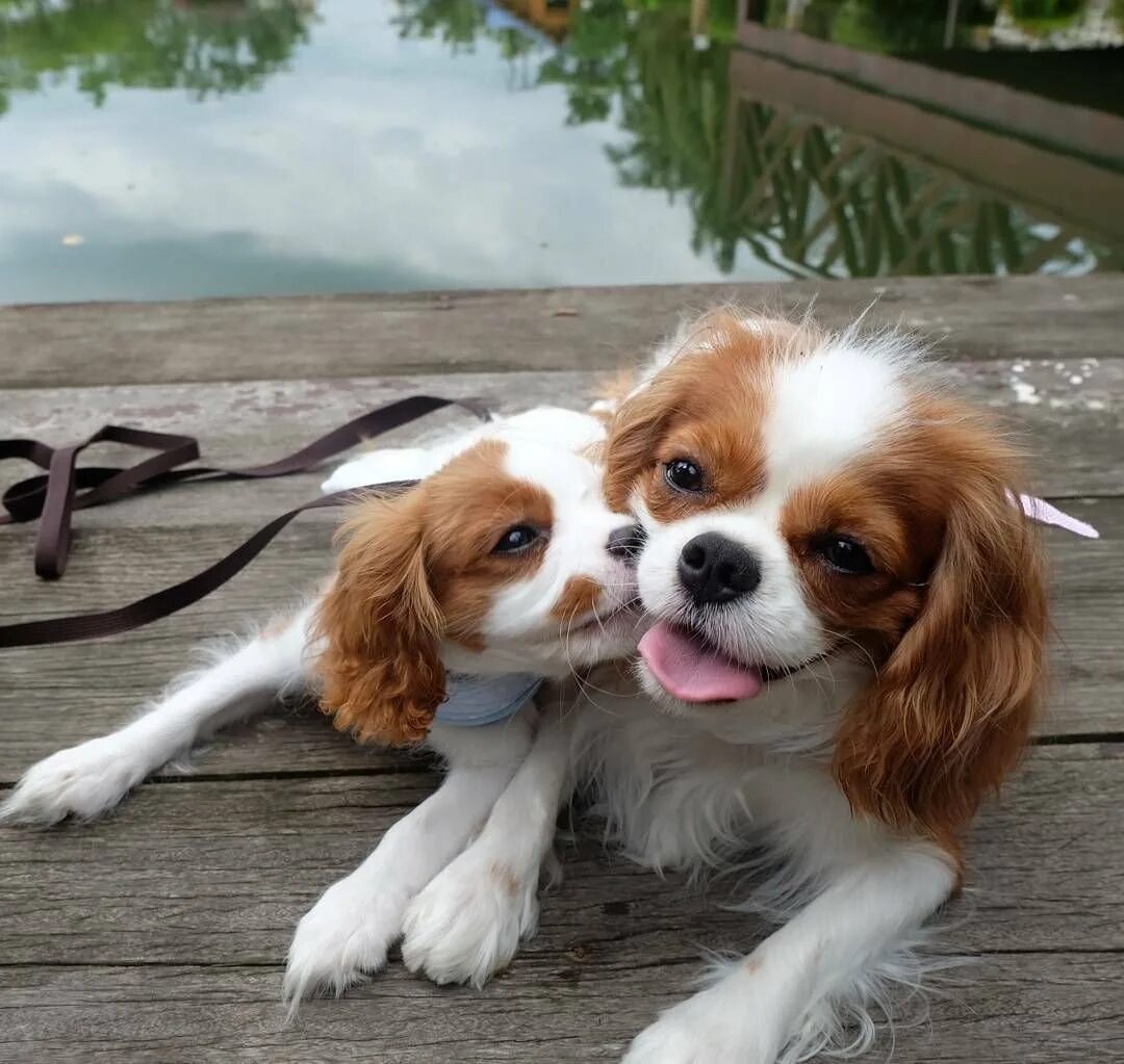 Кавалер кинг чарльз спаниель. Кавалер кинг чарльз спаниель. Порода собак кавалер кинг чарльз спаниель. Кавалер кинг чарльз спаниель. Щенки кинг спаниель.