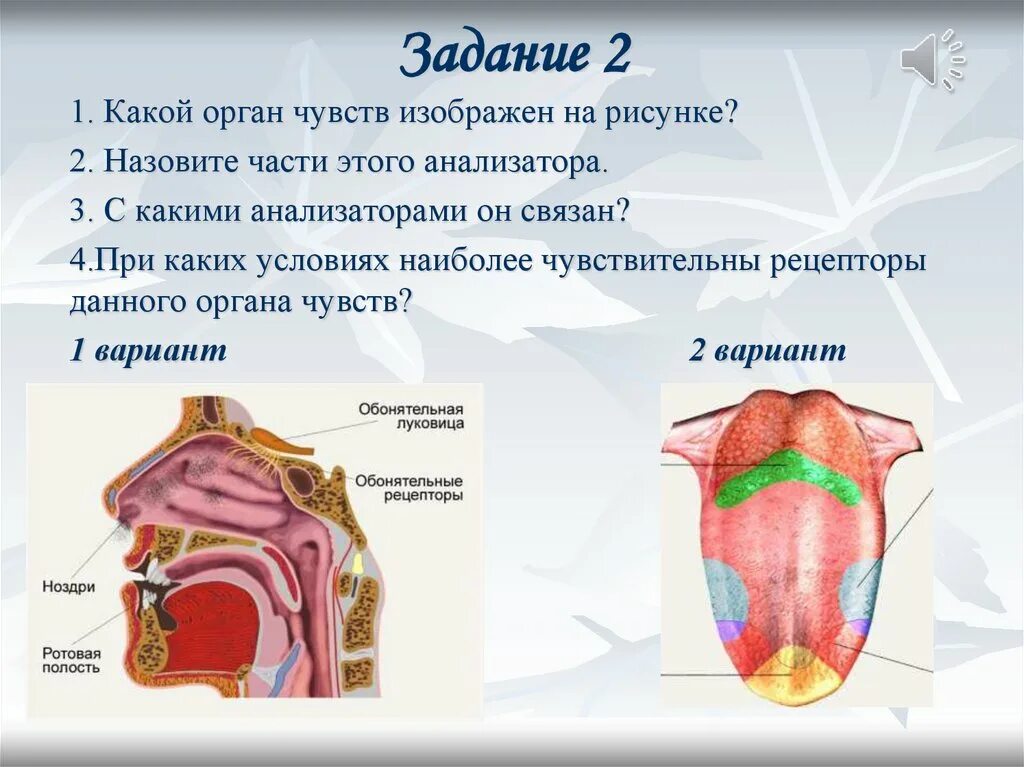 8 Кл. Биология анализаторы . Органы чувств. Анализаторы биология 8 класс. Строение органов чувств. Строение анализаторов органов чувств. Проверочная по биологии 8 класс анализаторы