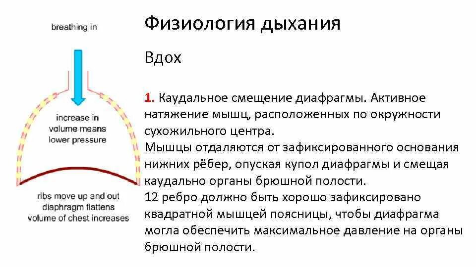 Физиология дыхания. Жел физиология дыхания. Этапы дыхания физиология. Этапы процесса дыхания физиология.