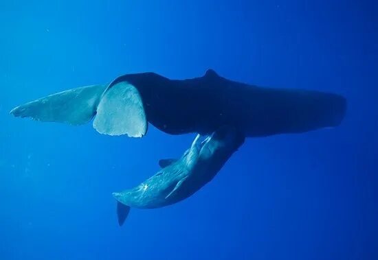 Кошелот. Рождение кита. Молочные железы китов. Молоко кита. Синий кит млекопитающее.
