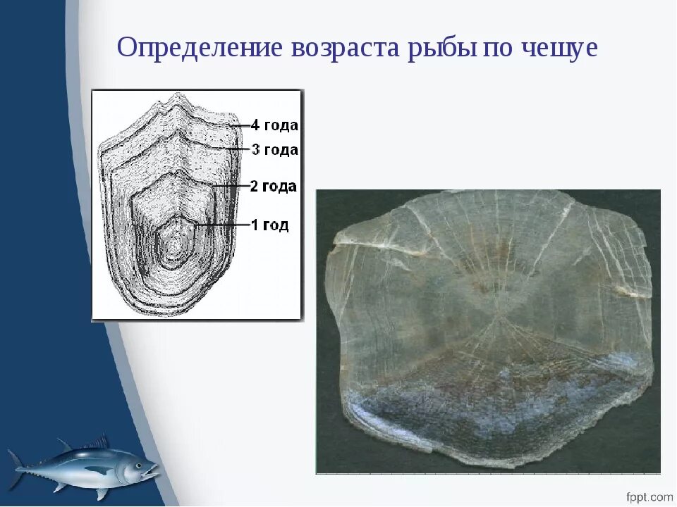 Как распознать рыбу. Качество свежей рыбы. Определение возраста рыб по отолитам. Способы разделки рыбы с костным скелетом. Сазан линь карась.