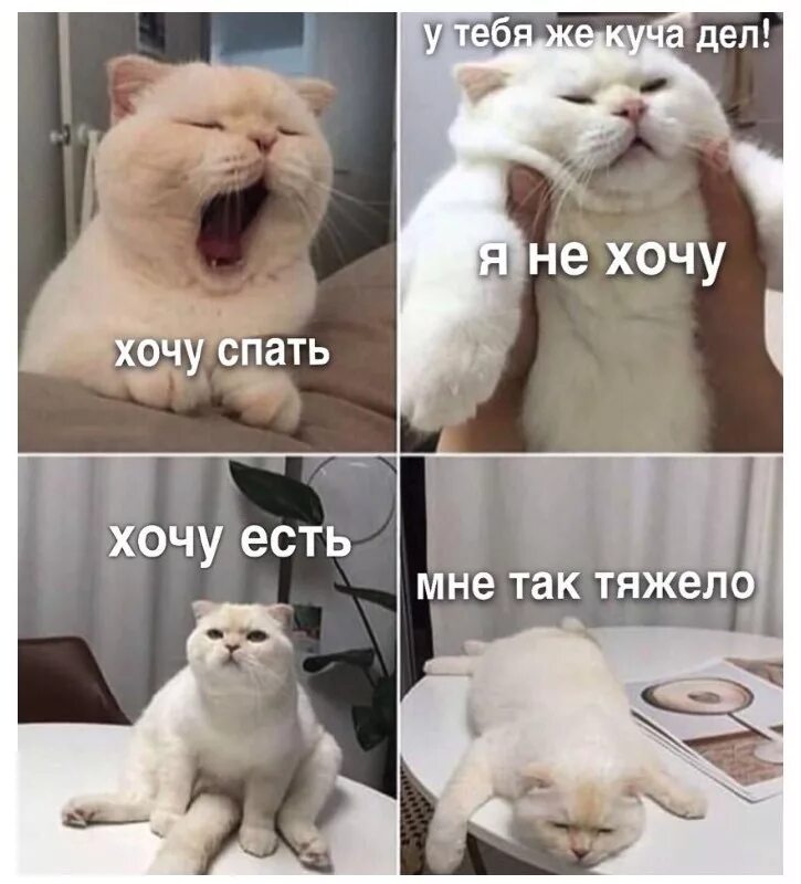 Мемы с котами читать Crazy cats, Student memes, Funny animals