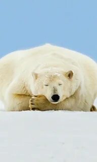 Медведи без слов