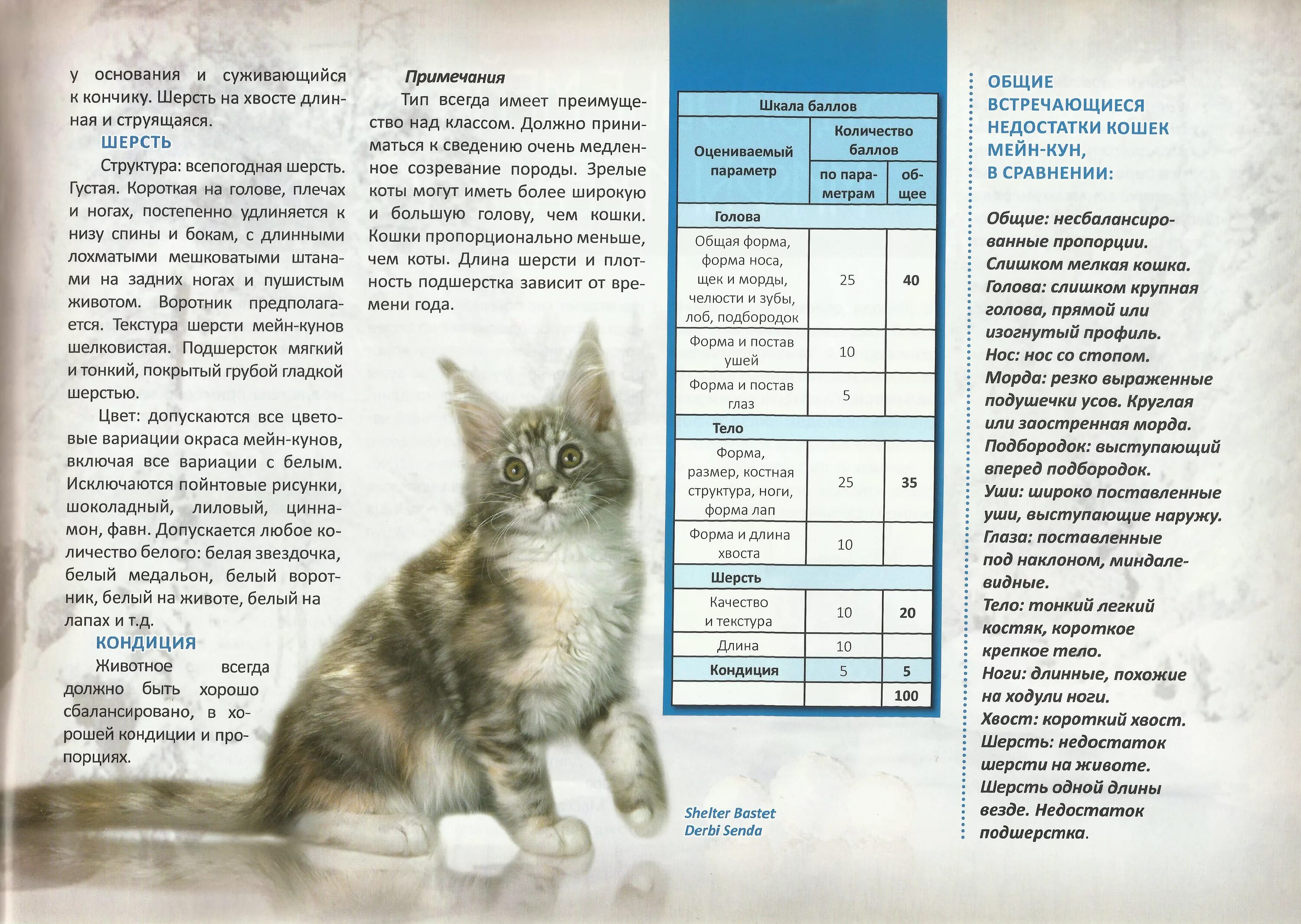 Таблица весов мейн кунов
