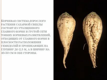 Корнеплод рост