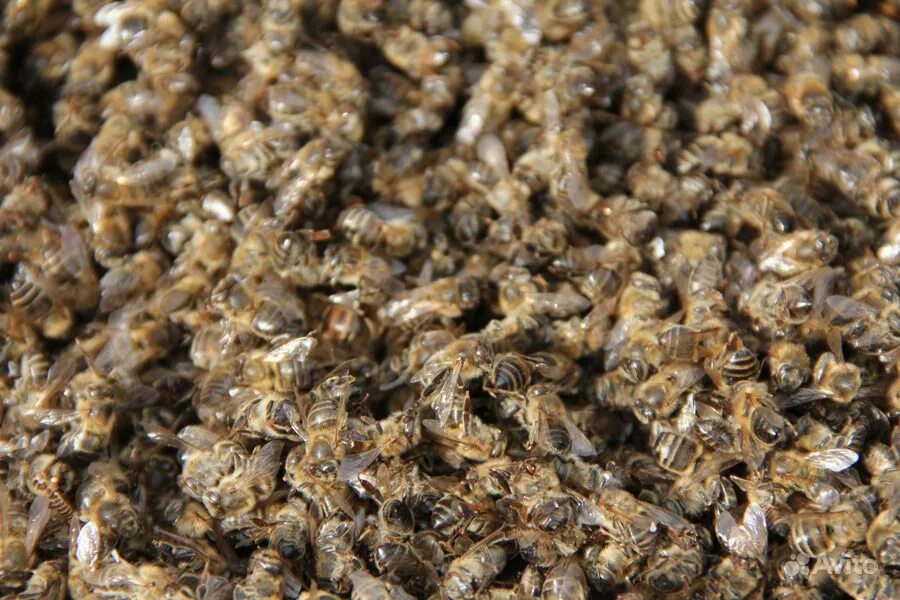 Мор пчел. Мор пчел. Массовая гибель пчел. Пчелиный подмор. Пчеловодство пчелиный подмор.