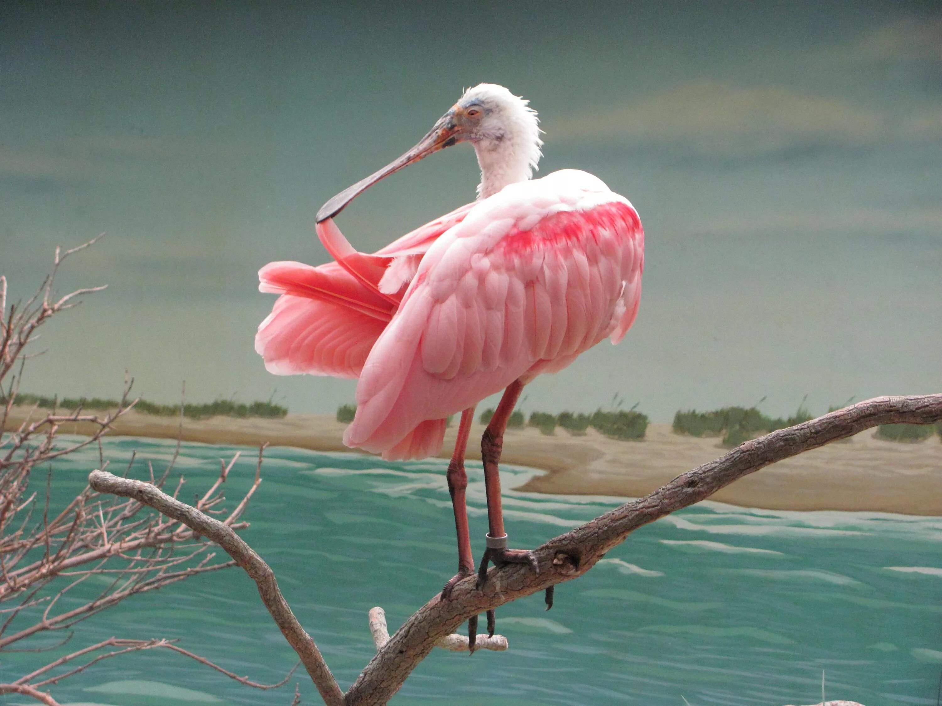 Roseate Spoonbill. Roseate Spoonbill птица. Розовые животные. Животные розовые тона. Животное с розовыми волосами