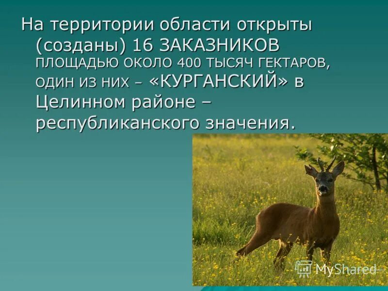 Проект разнообразие природы курганской области Проект разнообразие природы курганской области