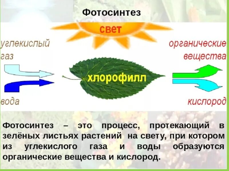 Зачем растениям фотосинтез