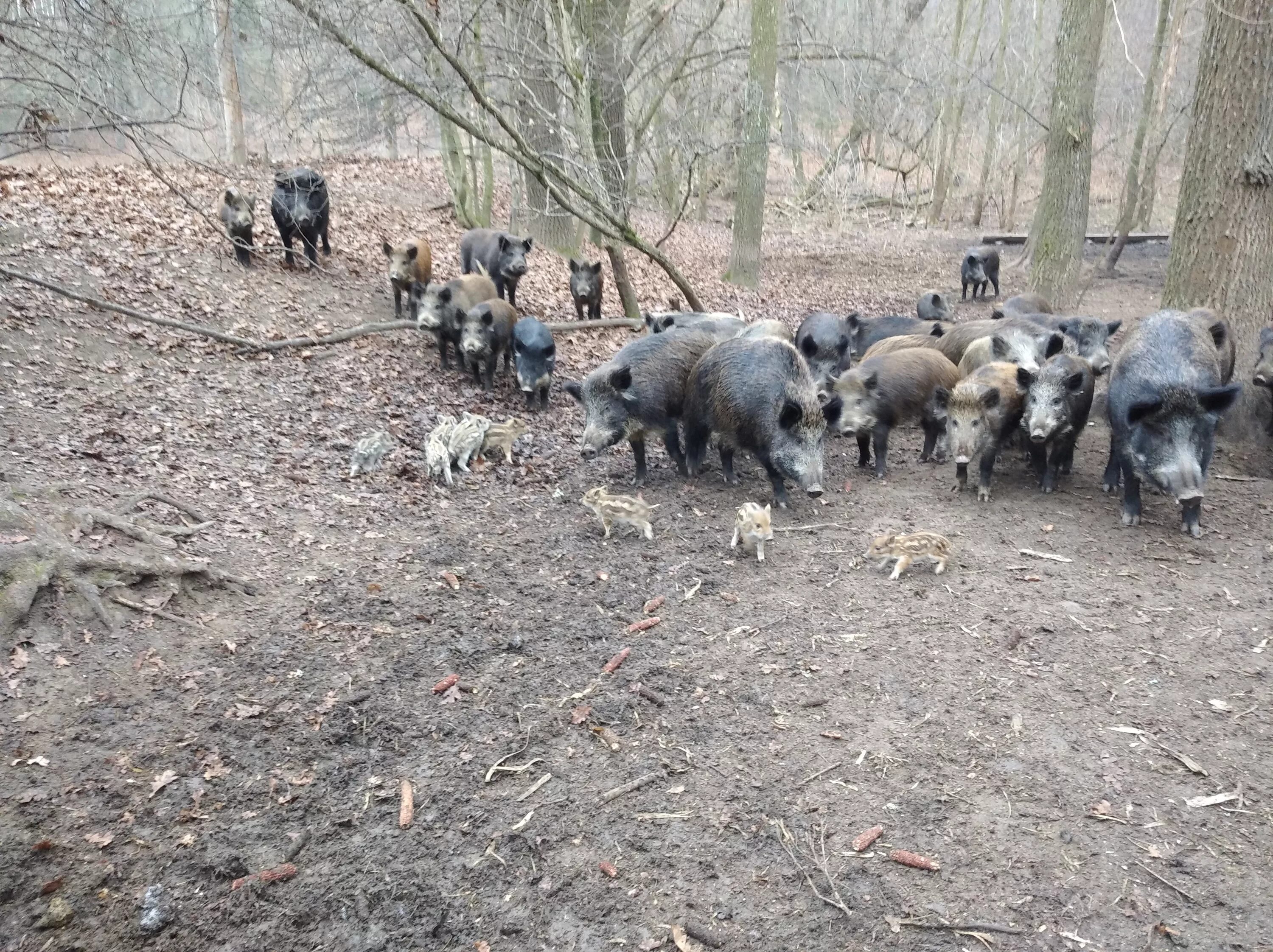 дикий кабан секач вепрь. дикий кабан ростовской области. работа кабаны. самый большой кабан секач вепрь. древние кабаны.