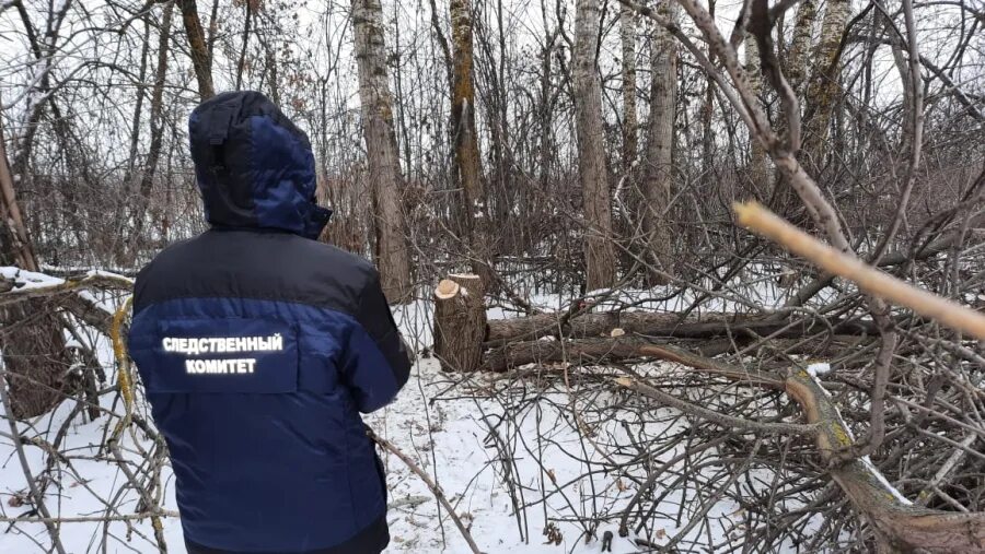 Спилили дерево с террористом. Лесоруба придавило деревом. Спиленное дерево убило мужчину.