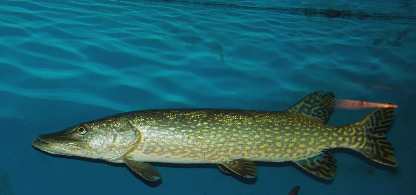 Живая рыба щука. Обыкновенная щука (Esox Lucius). Вид обыкновенная щука - Esox Lucius. Esox Lucius — обыкновенная щука систематика. Аквитанская щука.