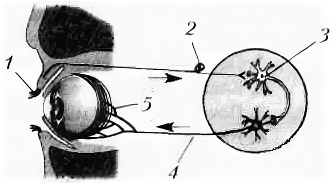 Рефлекторная дуга мигательного Ре. Рефлекторная дуга надбровного рефлекса схема. Рефлекс мигательного рефлекса. Схема рефлекторной дуги мигательного рефлекса.