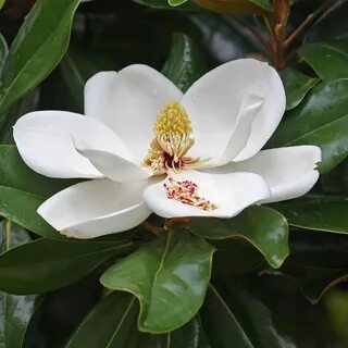 Magnolia pearl