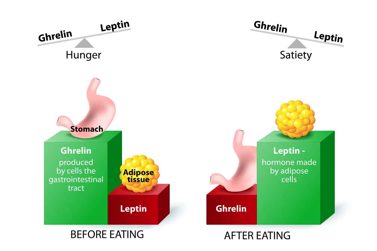 Грелин и лептин. Лептин и грелин гормоны. Грелин гормон голода. Грелин и лептин функции. Гормон голода 6