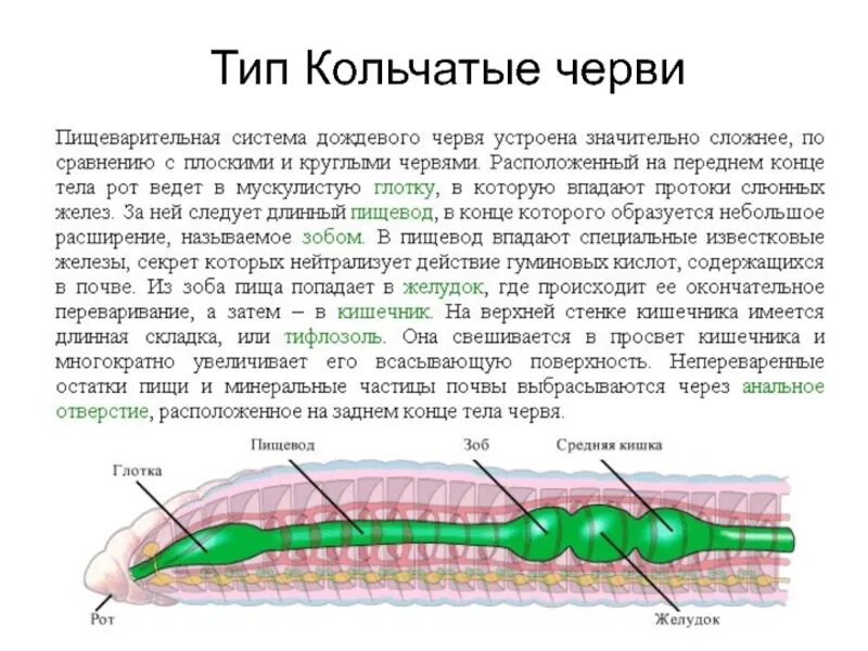 Сквозной кишечник у червей. Пищеварительная система кольчатых червей 7 класс. Отделы пищеварительной системы кольчатых червей. Сквозная пищеварительная система у кольчатых червей. Сквозной кишечник у круглых червей.