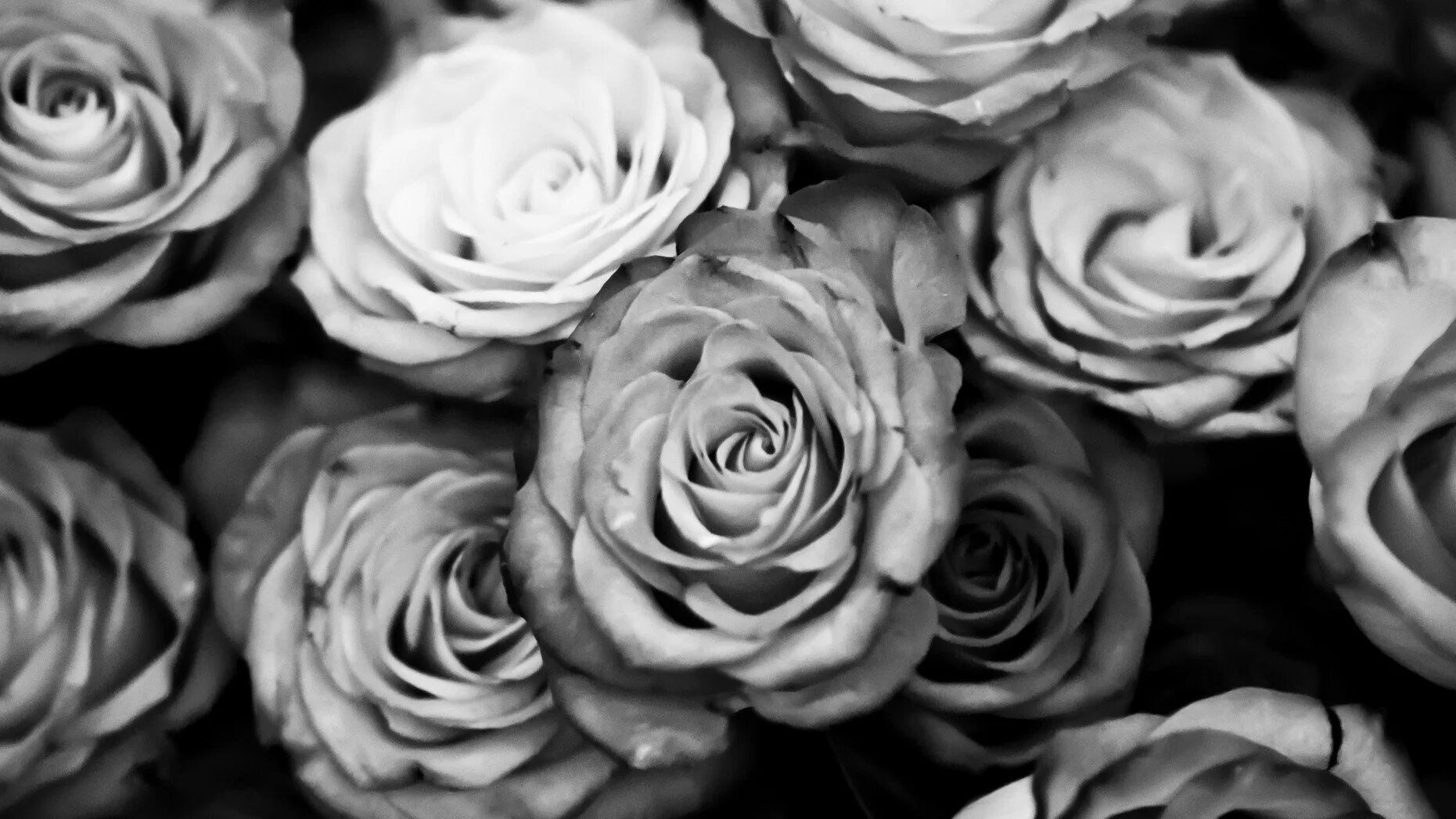 Черно белая обложка для вк. Серые цветы. Черно-белый цветок.