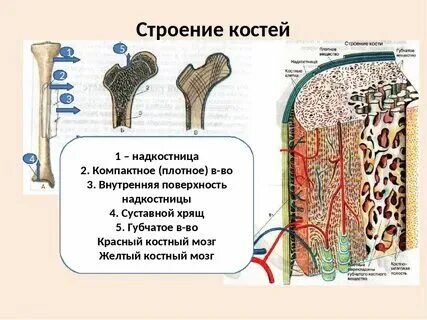 Состав костей биология 8