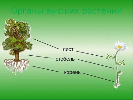 Стебли и корни биология