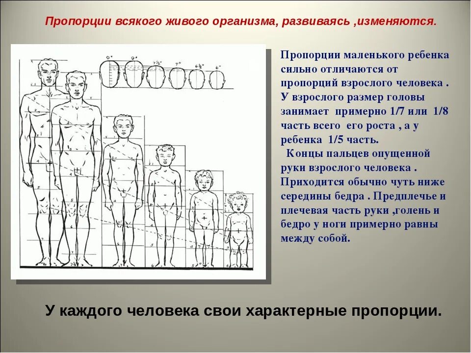 Сколько голов в взрослом человеке. Пропорции человека. Пропорции взрослого и ребенка. Соотношение частей тела человека. Соотношение частей тела у ребенка подростка и взрослого человека.