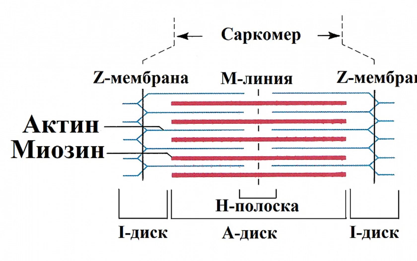 Саркомера мышечного волокна. Схема саркомера миофибриллы мышечного волокна. Строение мышечного саркомера. Строение саркомера мышечного волокна физиология. Схема саркомера мышечного волокна.