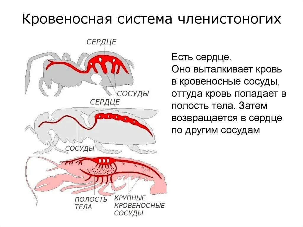 Схема строения кровеносной системы членистоногих. Членистоногие незамкнутая кровеносная система. Незамкнутая кровеносная система у членистоногих. Кровеносная система членистоногих таблица. Незамкнутая кровеносная система характеристика