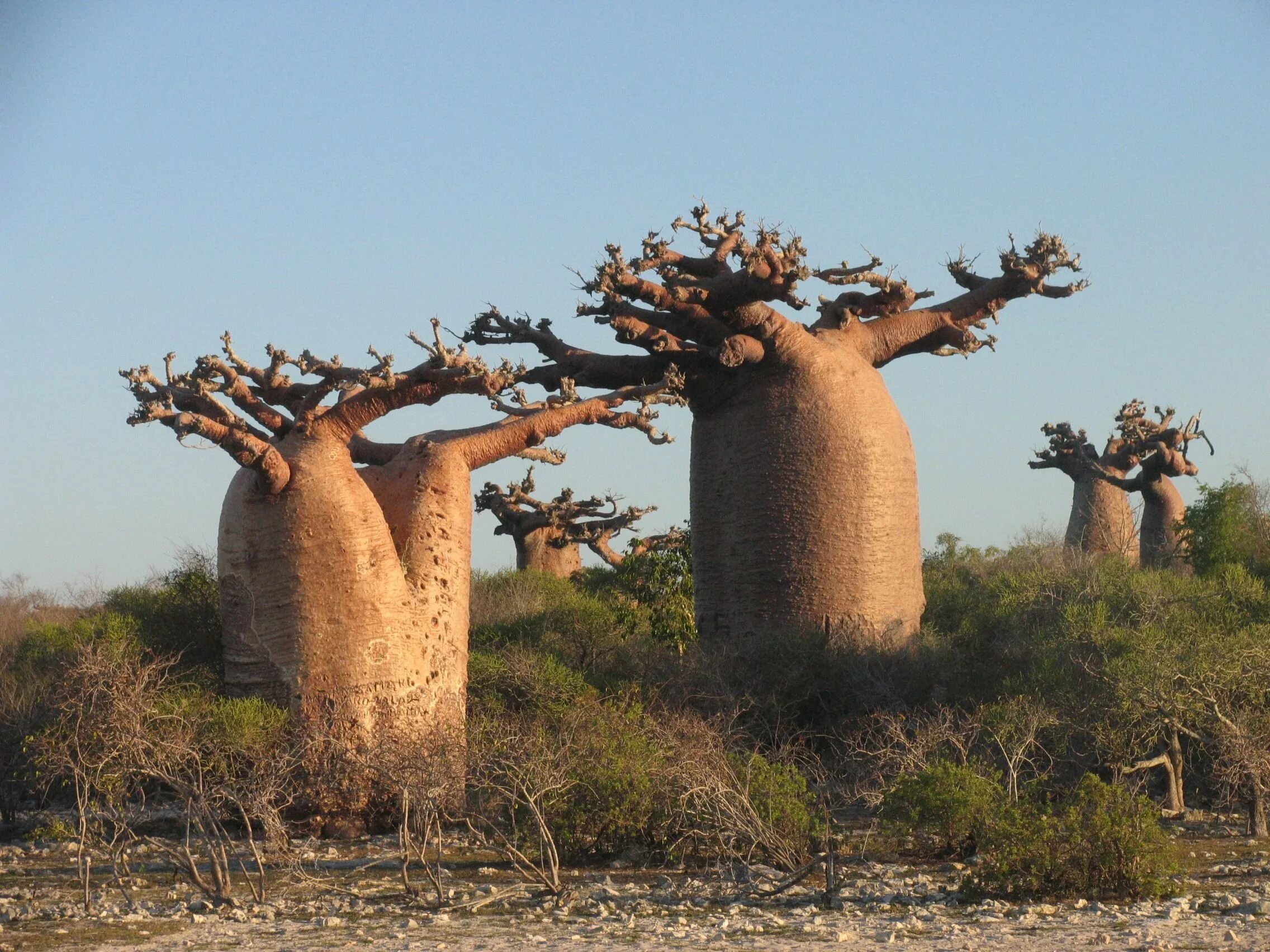 Баобаб бутылочное дерево. Самое толстое дерево в мире баобаб. Австралия,бутылочное дерево, баобаб.. Растительный мир Австралии баобаб. Бутылочное дерево природная зона