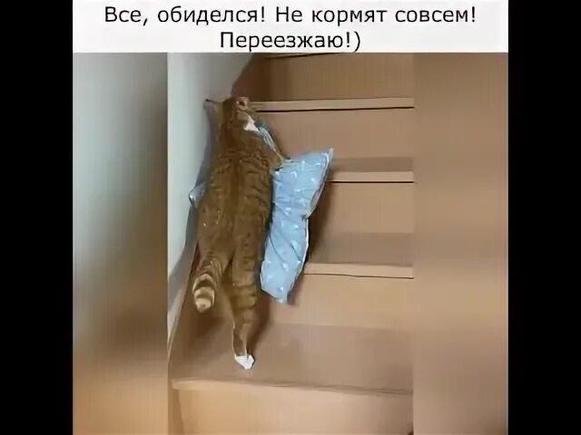 Котик в холодильнике. Кот молится на холодильник. Кот в холодильнике прикол. Котоматрица холодильник а. Совсем переехавший