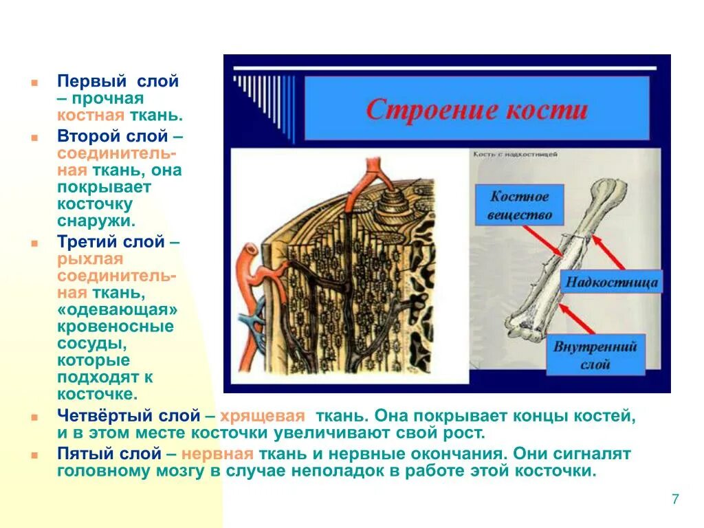 Скелет состоит из хрящевой ткани. Костная ткань. Твердых скелетных тканей. Строение кости ткани. Скелетные ткани презентация.