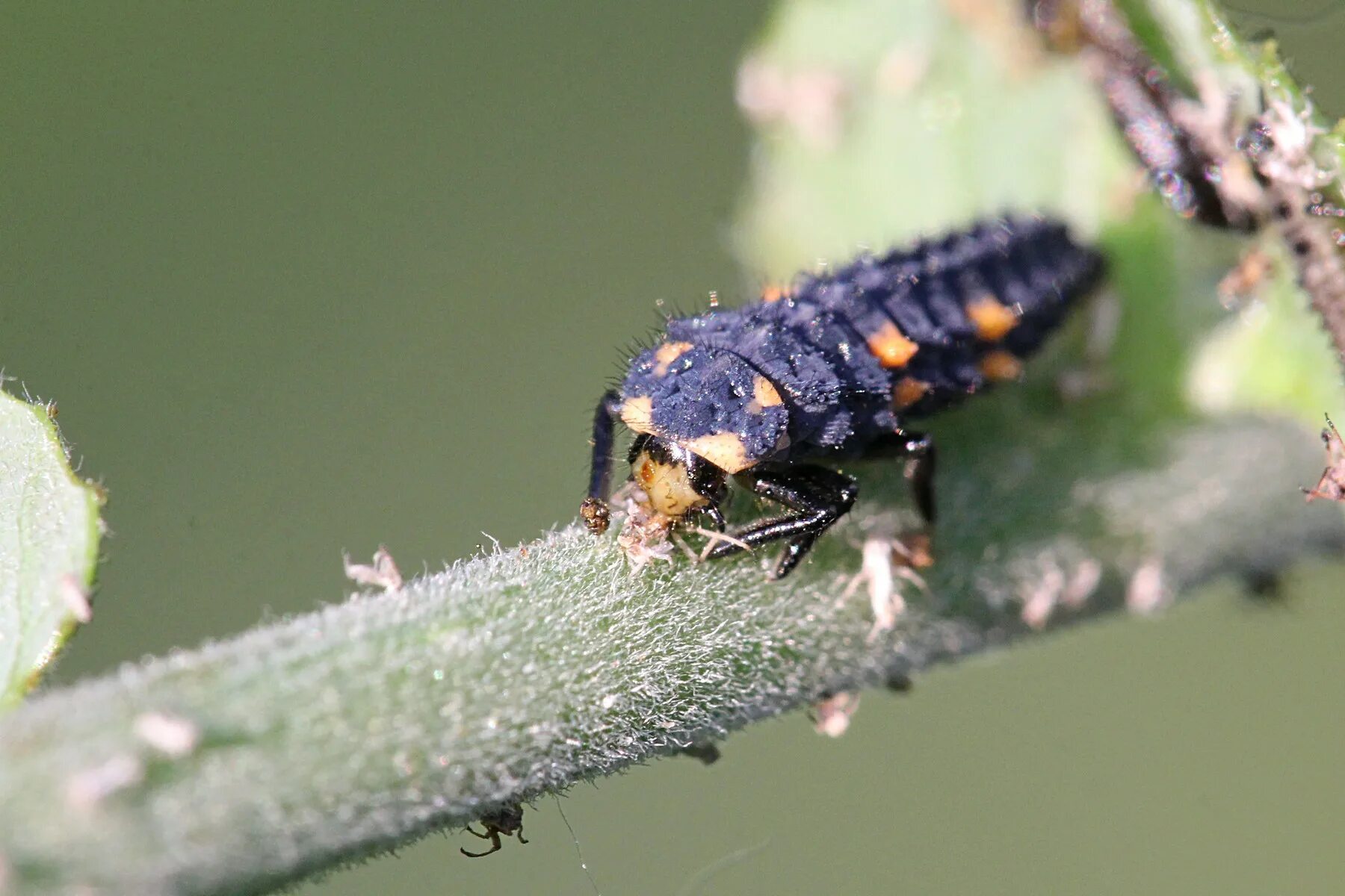 8 Effective Tricks To Get Rid Of Mealybugs Garden pests, Plant pests, Plant bugs