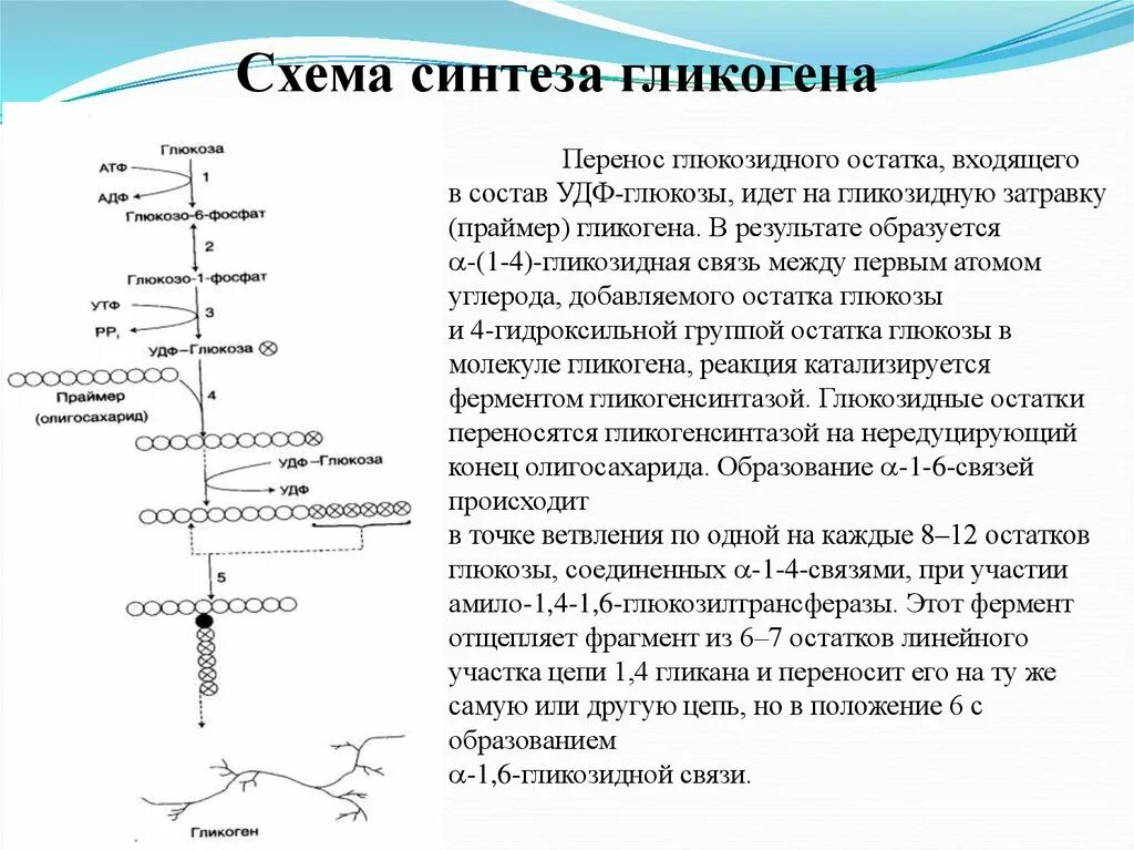 Стимулирует синтез гликогена в печени. Гликогеногенез биохимия схема. Схема синтеза гликогена из Глюкозы. Гликогенолиз биохимия схема. Гликогеногенез биохимия реакции.