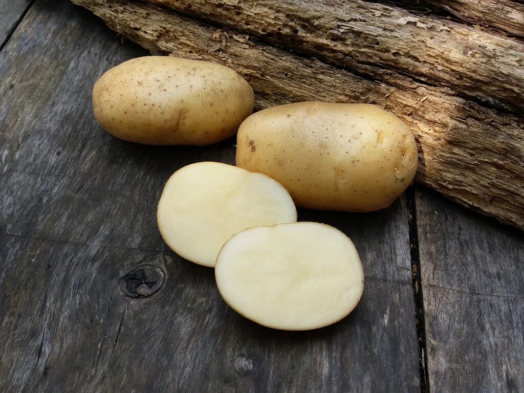 Картофель удача описание сорта отзывы